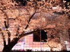 毛利庭園夜桜 2