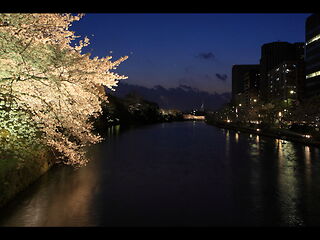 福岡タワーと桜